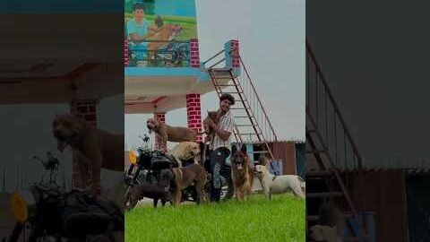 Ritik & Dog’s x Desi Life 💗| Ritik dog Kennel 👥| #ritikdogkennel #desi #doglove