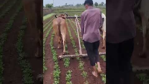 Amazing Desi Jugaad by Farming #Desi #Jugaad #Jugad #Farming #Kheti #Khetibadi #Agriculture #ox