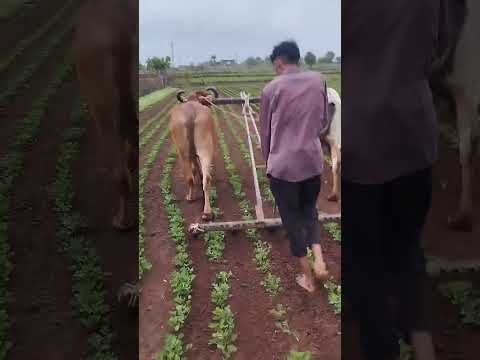 Amazing Desi Jugaad by Farming #Desi #Jugaad #Jugad #Farming #Kheti #Khetibadi #Agriculture #ox