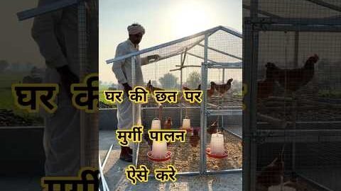 Desi Chicken Farming छत पर  #chicken #poultryfarming #desi #village #farming