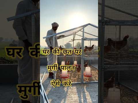 Desi Chicken Farming छत पर  #chicken #poultryfarming #desi #village #farming