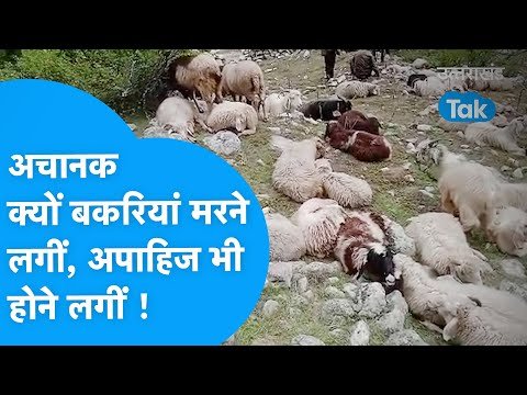 Chamoli: अचानक मरने लगी सैंकड़ों भेड़ बकरियां, होने लगीं अपाहिज, क्या आ रहा बढ़ा खतरा !