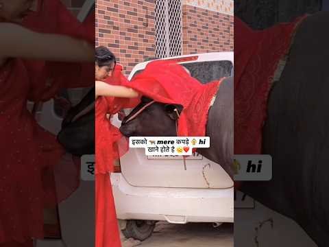 Mere kapde hote hi itne sunder h😂 #trending #viral #desi #animals #village #hisar #shortvideo #love