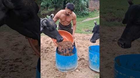 desi balek gama ke #video #virel #shortvideo #desi #ytshorts