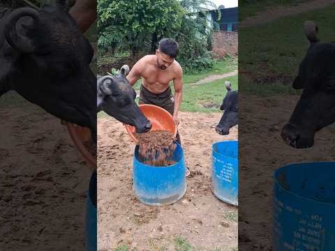desi balek gama ke #video #virel #shortvideo #desi #ytshorts