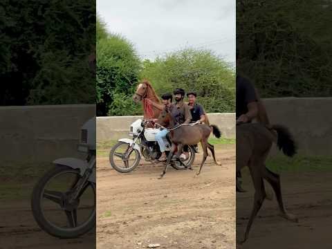 Desi🔥 #shorts #desi #horse #power #yaari #youtube