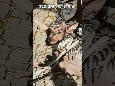 220 Caror Ka (Dog) Kutta Ek Admi Bana Kutta New Hindi Viral Man 2026 Kokko Man In Sauth Afrika