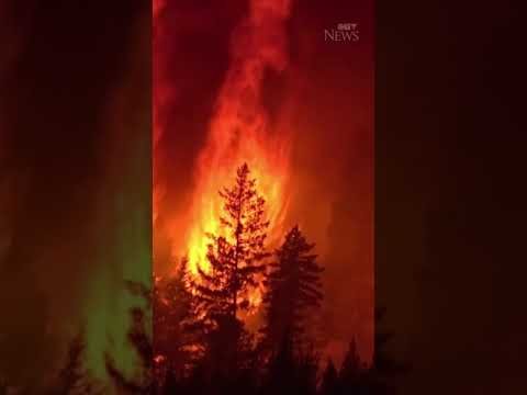 This close-up footage shows a forest fire burning in British Columbia