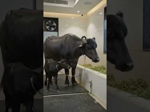 शाही ठाठ बाठ में मुर्रा भेसे 🐃 #bufalo #farm #desi #village #milk #acroom