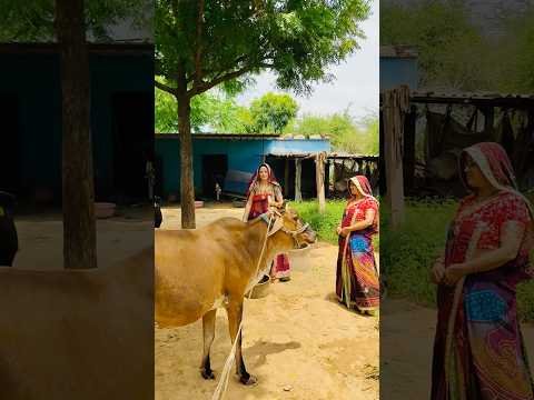 डरिये मत ना 😎 #jaatni #sasbahu #viral #desi #village #kheti #kisan #trending #shorts #dj #rajasthan