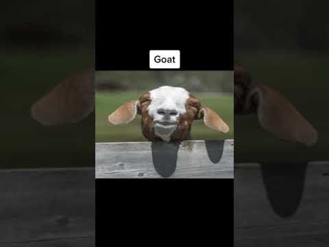 Skinwalker ranch caught on camera 😳 #viral #ytshorts