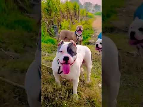 Ritik dog kennel- 4 bully dogs 💪 viral video#shortfeed #shortsviral #pitbull #bully #dogs #shorts