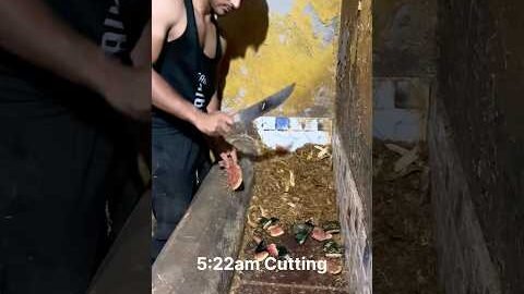 Desi work with workout hard work 😓. Guys complete 100k subscribers #new #cow #desi #new #animls