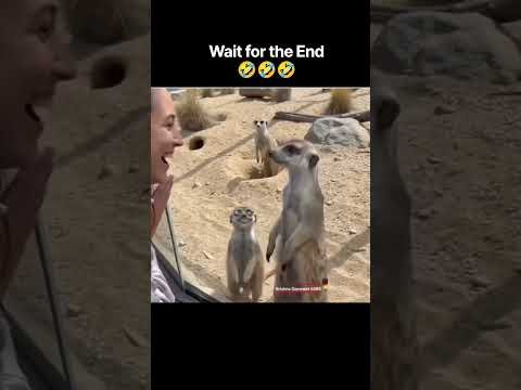 confused #comedy #comedyshorts #shorts #funny #funnyshorts #desi #desicomedy #desi #meme #memes