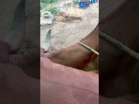 Cow milking 🐄 🐄 #youtubeshorts #shorts #desi #trending #haryanvi #yt