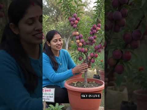 #desi jugad se lagaya ped # farming #viral #miss natkhat #youtubeshorts