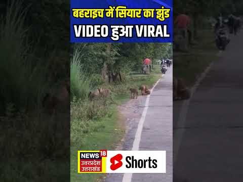 Bahraich Bhediya Attack: भेड़िया के बाद बहराइच में सियार का आतंक | Viral Video | N18S #shorts