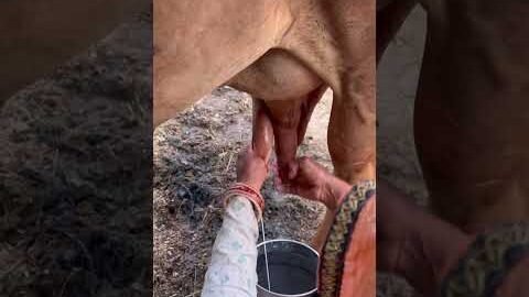 Cow milking 🐄 🐄 #youtubeshorts #shorts #desi #trending #haryanvi #yt #cow