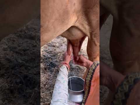 Cow milking 🐄 🐄 #youtubeshorts #shorts #desi #trending #haryanvi #yt #cow
