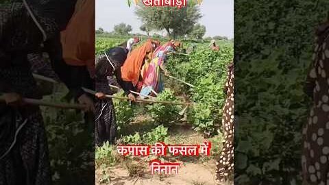 Rajasthan agriculture #traditional #agriculture #rajasthaniculture #shortsfeed #viralshorts #desi