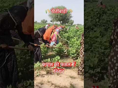 Rajasthan agriculture #traditional #agriculture #rajasthaniculture #shortsfeed #viralshorts #desi