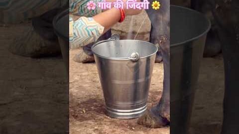 #haryanvi#haryanvisong#desi#shorts#villagelife#geet#village#farming#farmer#farm#algorithm#maa#family