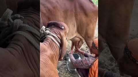 Please subscribe 🙏🙏 #youtubeshorts #shorts #desi #trending #haryanvi #yt #cow