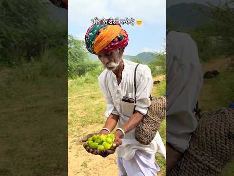जंगल के देसी ककेडे 😍 #desi #rajasthani #villagelife #culture #food #subscribe