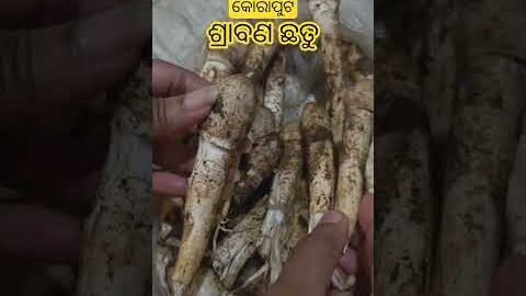 #koraput #desi #shorts #viral #odisha #tribal #food #mushroom #mushroomforest #tasty #regionalindian