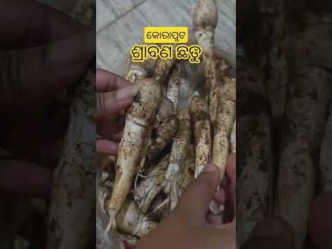 #koraput #desi #shorts #viral #odisha #tribal #food #mushroom #mushroomforest #tasty #regionalindian