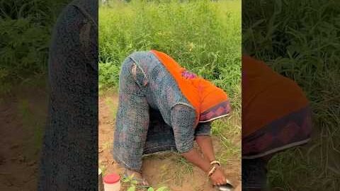 देसी चाय 😍 #villagelife #youtubeshorts #rajasthani #shortvideos #chai #desi #food #ytshorts #sukoon