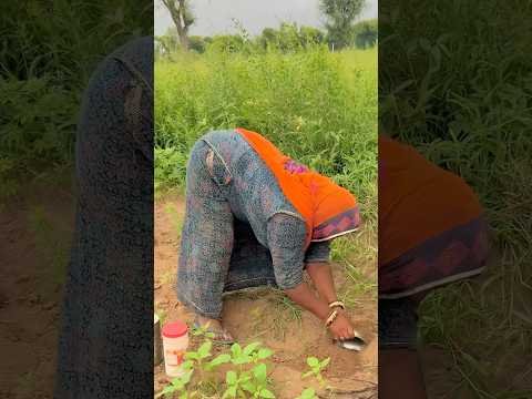 देसी चाय 😍 #villagelife #youtubeshorts #rajasthani #shortvideos #chai #desi #food #ytshorts #sukoon