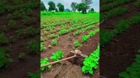Amazing Dise Jugaad by Farming #Desi #Jugaad #Jugad #Farming#Kheti #Khetibadi #Agriculture #easy