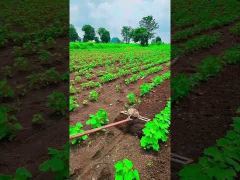 Amazing  Dise Jugaad by Farming #Desi #Jugaad #Jugad #Farming#Kheti #Khetibadi #Agriculture #easy