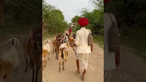 Apna gaon #rajasthan #marwadi #youtuber #desi #villagevlog #yt #shorts #reels #trending #dewasi