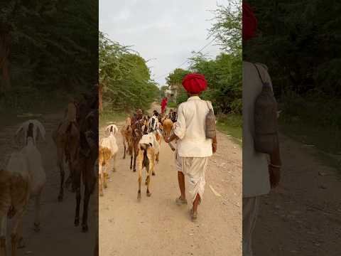 Apna gaon #rajasthan #marwadi #youtuber #desi #villagevlog #yt #shorts #reels #trending #dewasi