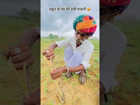बबूल के पेड़ की देसी मथानी 😍#rajasthan #culture #villagelife #desi #sukoon #shorts