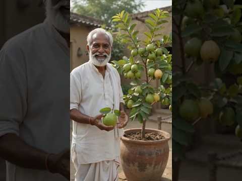 Desi jugad se gamle me lagaya amrud ka ped🍐🌳#desi#oldman#tree#gaon#guava#amrud#beautiful#wow#shorts
