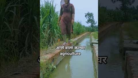 roots #song #desi #hariyanviculture #youtubeshorts 😍😍🌾🌾