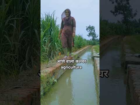 roots #song #desi #hariyanviculture #youtubeshorts 😍😍🌾🌾