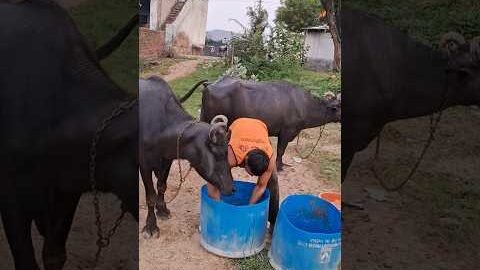 desi balek gama ke #video #virel #shortvideo #desi #ytshorts #parmesh singh