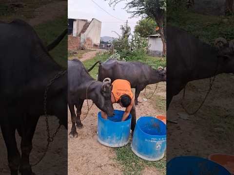 desi balek gama ke #video #virel #shortvideo #desi #ytshorts #parmesh singh