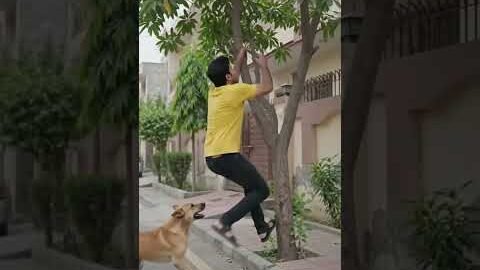 kutta piche pad Gaya #desi#trending #trendingshorts