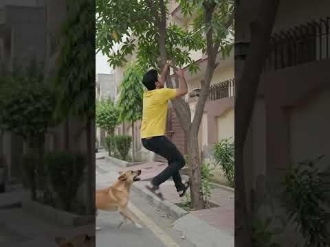 kutta piche pad Gaya #desi#trending #trendingshorts