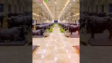 Desi Desi Na Bolya Kar Chhori Re🧿🐄🫵🔔#2026#cow #viralvideo #desi #@mbilalkhan9999#foryou #viral