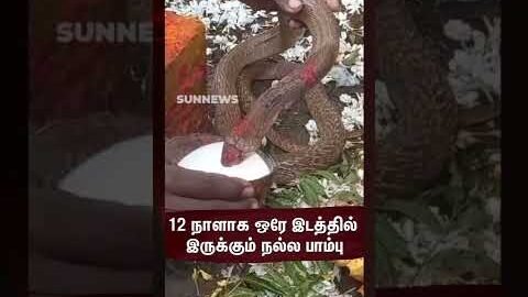 வந்தவாசியில் 12 நாளாக ஒரே இடத்தில் இருக்கும் நல்ல பாம்பு | Vandavasi | Sun News