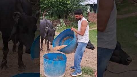 desi balek gama ke #video #virel #shortvideo #desi #ytshorts #reels