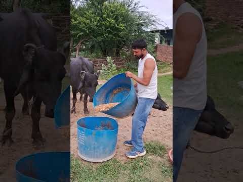 desi balek gama ke #video #virel #shortvideo #desi #ytshorts #reels