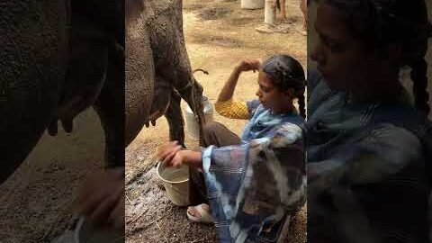 Cow milking 🐄 🐄 #youtubeshorts #shorts #desi #trending #haryanvi #yt #cow #punjabi