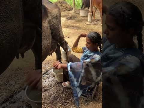 Cow milking 🐄 🐄 #youtubeshorts #shorts #desi #trending #haryanvi #yt #cow #punjabi